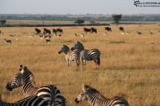 IMG 8303-Kenya, zebras in Masai Mara IMG 8303-Kenya, zebras in Masai Mara